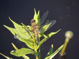 dragonfly on a swamp plant