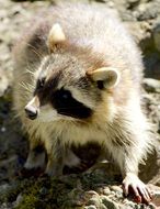 raccoon close-up