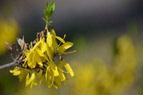 Forsythia, blooming twig at blurred background