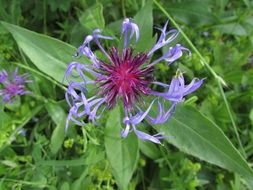 colorful alpine flower closeup