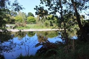 pond in park with treeâs water reflection