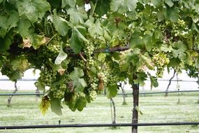 Green grape berries in vineyard