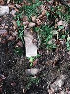 forest floor in the garden
