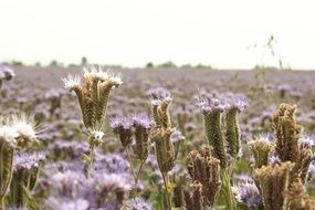 tansy phacelia on the field in Poland