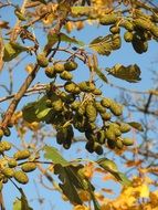 common alder, alnus glutinosa