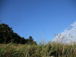 grass in the meadow near the forest