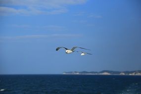 Two gulls over the sea