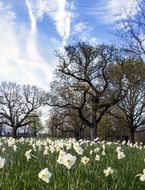 Spring White Narcissuses