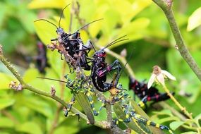 grasshoppers on the tree twig