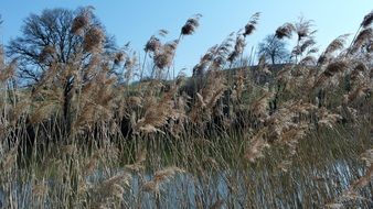 Dry vegetation on the lake