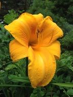 Beautiful yellow lily flower close-up