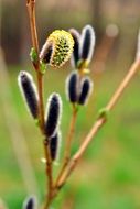 flowering spring plant