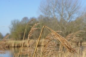 dry reed near water