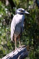 grey heron on dry trunk at calm water