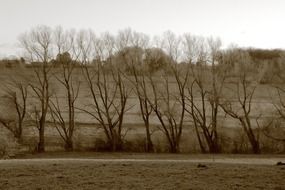 unimaginable trees landscape