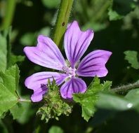 Macro photo of beautiful spring blooming purple flowers