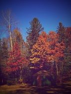 wonderful fall tree