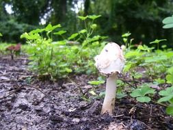 white forest mushroom