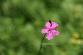 Macro photo of the pink flower in the garden