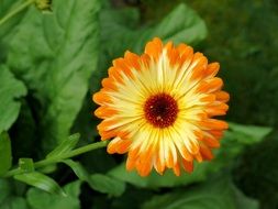 charming calendula plant