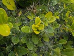 spider cobweb in the garden