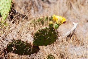 opuntia, cactus with sharp spikes and yellow flower
