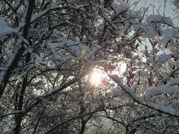 snow landscape tree