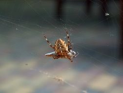 extraordinarily beautiful spider nature