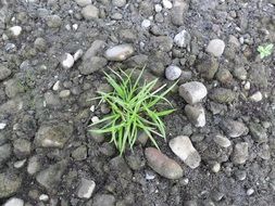 green grass on black stones