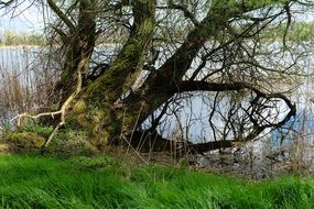 old pasture tree in nature