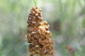 closeup picture of wild orchid bloom