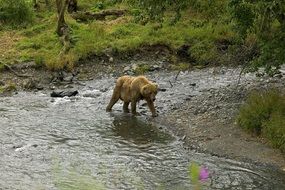 grizzly bear in the creek