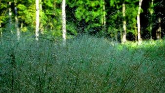 forest herbs