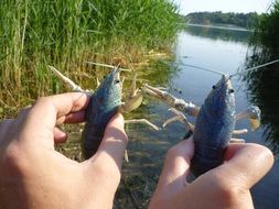 photo of two crayfish on a background of lake