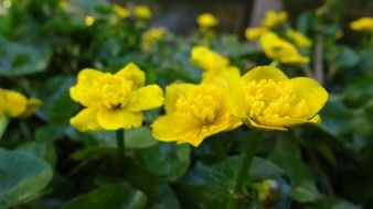 yellow pond plant