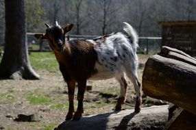 curious goat