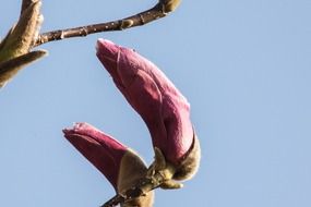 two closed buds of magnolia