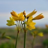 picture of the yellow flowers