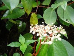 white inflorescence plants