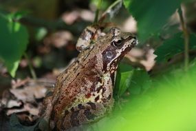 camouflaged frog