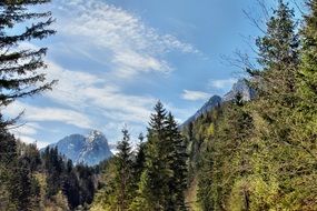 green mountain forest
