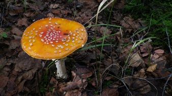 forest mushrooms fliegenpilz