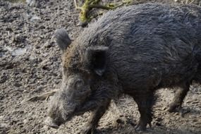 boar in the mud