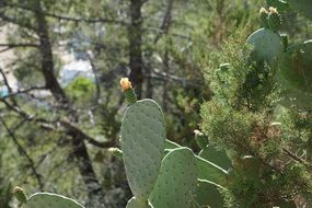 green cactus on a background of trees