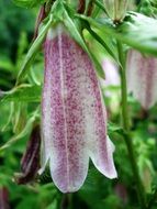 purple flower in the form of a bell in nature