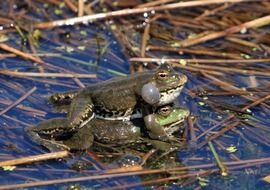 mating of frogs on thin stalks of plants in water