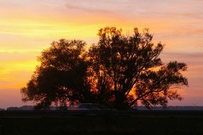 big tree against the evening sky