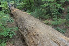 fallen tree on the ground in the forest