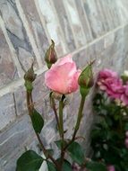 pink rose buds at wall