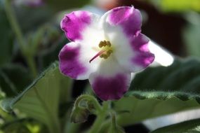 violet flowers floral petal purple